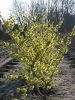 Hamamelis interm.'Pallida'